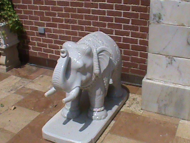 elephant