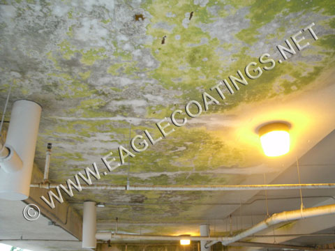 mold