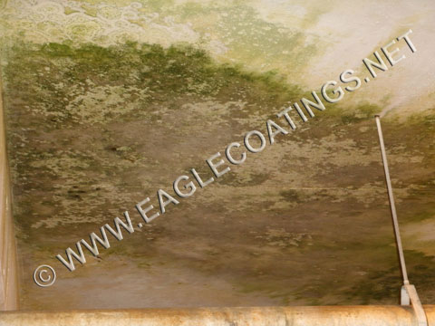mold