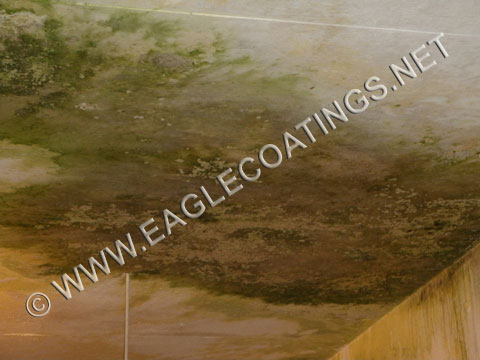 mold and mildew